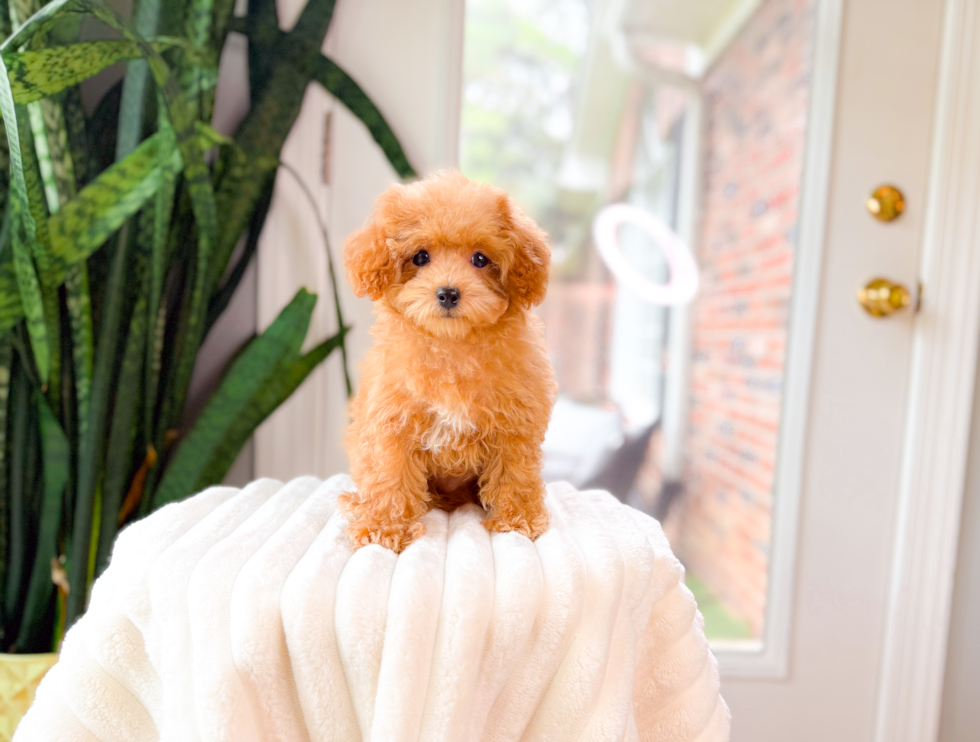 Cute Poodle Purebred Pup