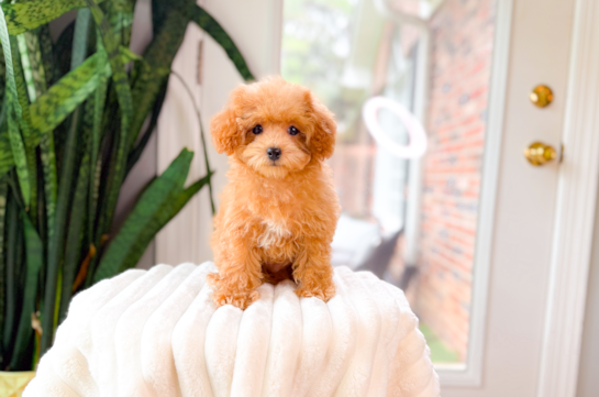 Cute Poodle Baby