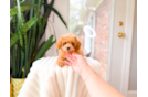 Best Poodle Baby