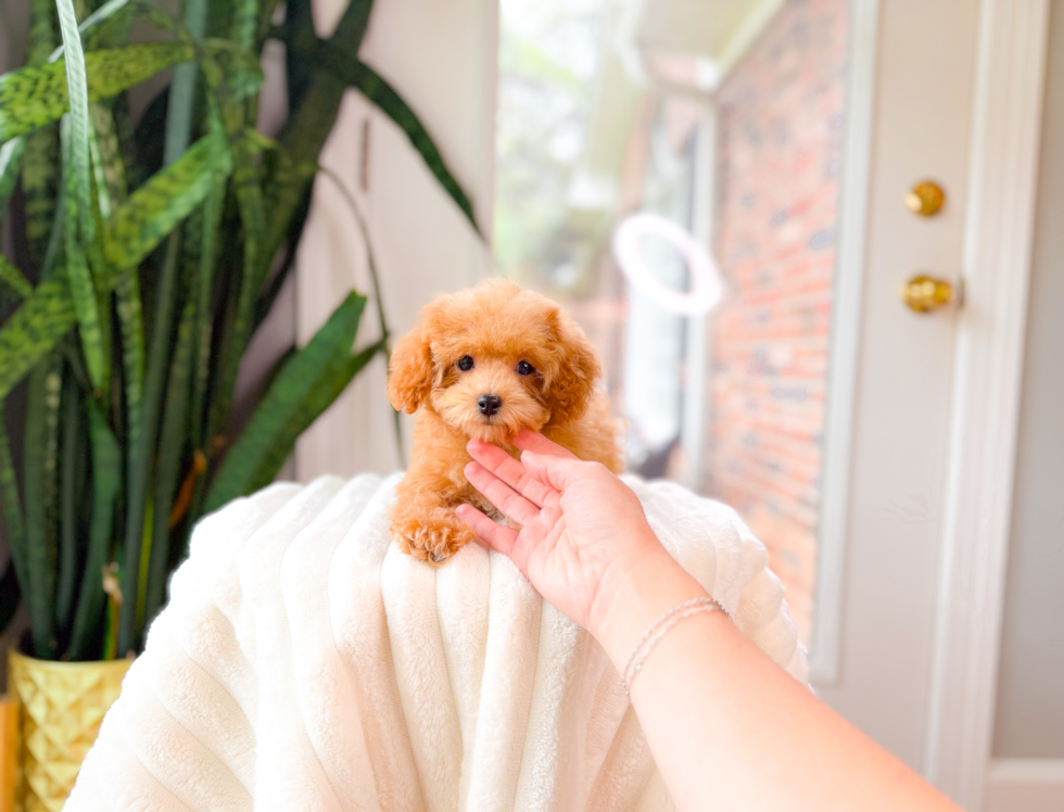 Best Poodle Baby