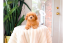 Best Poodle Baby