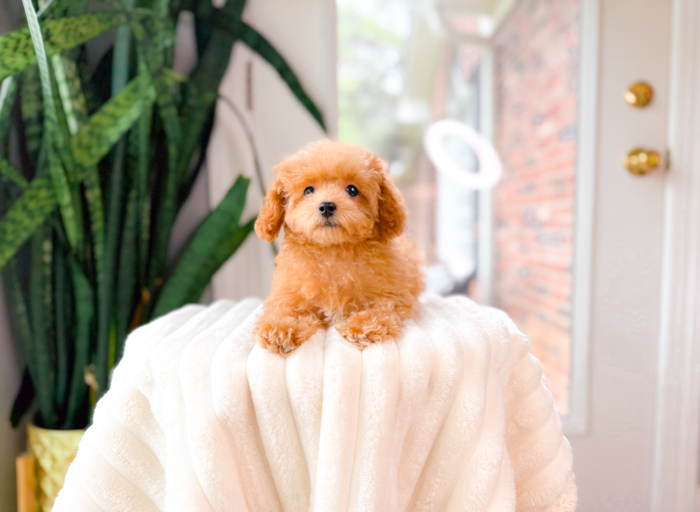 Best Poodle Baby