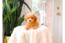 Poodle Puppy for Adoption