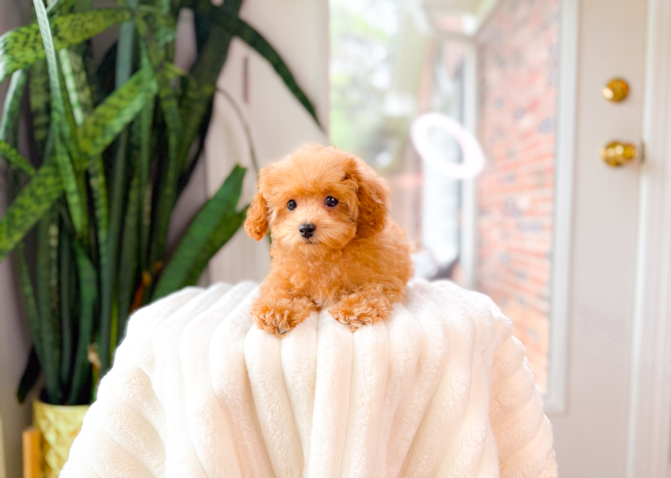 Poodle Puppy for Adoption