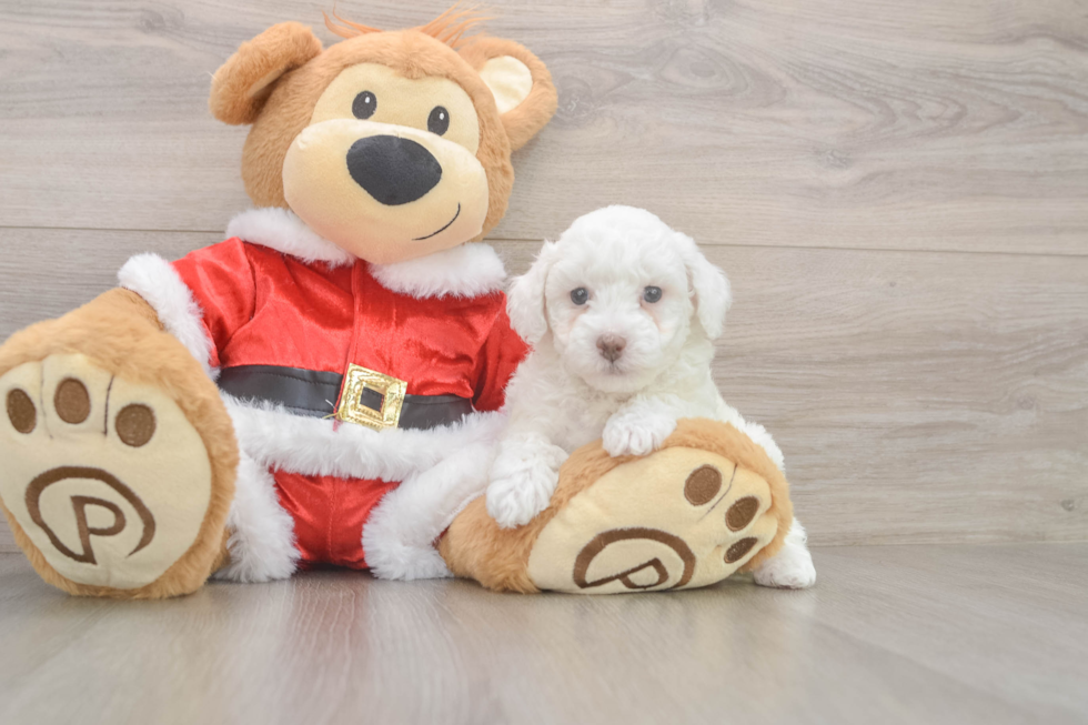 Poodle Pup Being Cute