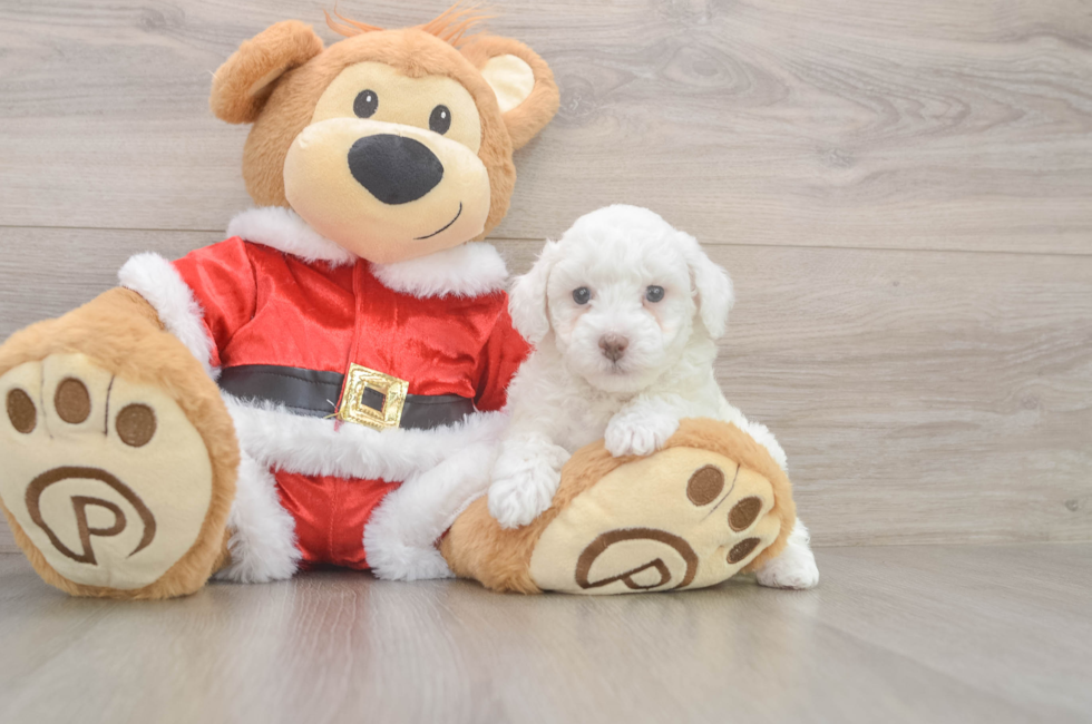 5 week old Poodle Puppy For Sale - Simply Southern Pups