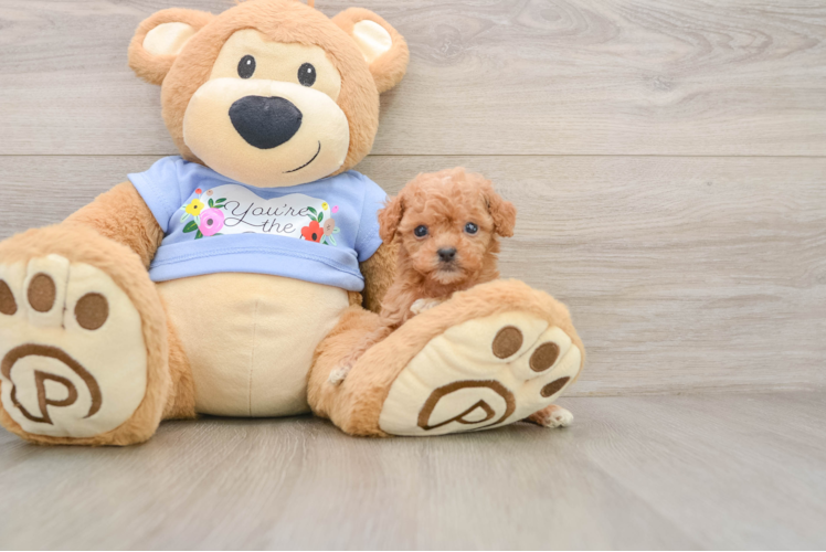Poodle Puppy for Adoption