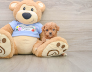 6 week old Poodle Puppy For Sale - Simply Southern Pups