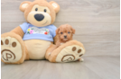 Poodle Puppy for Adoption