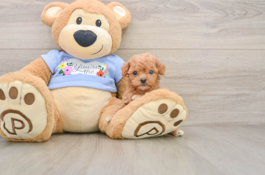 Poodle Puppy for Adoption