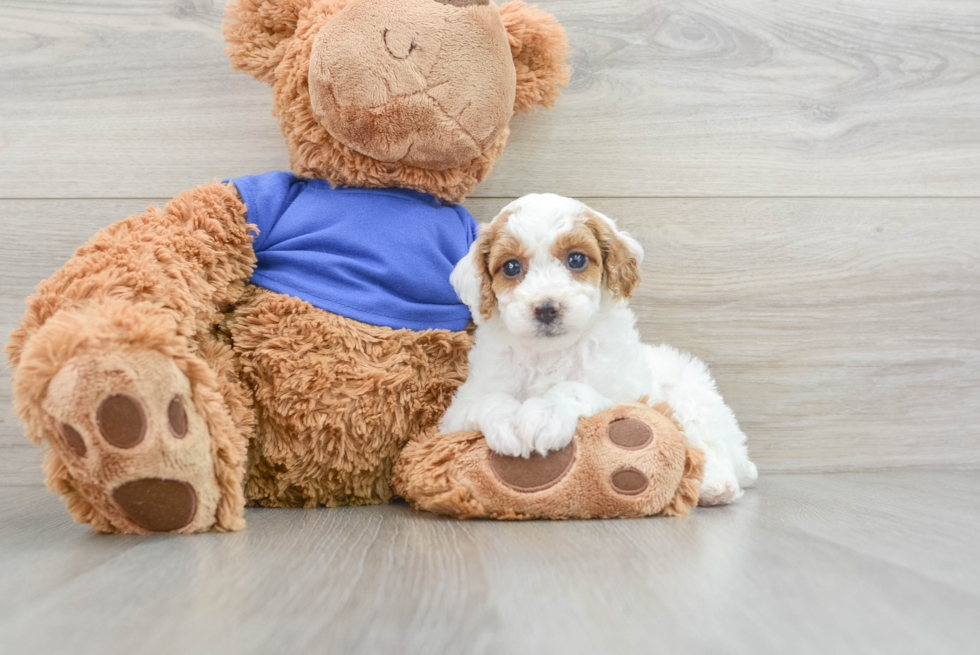 Funny Poodle Purebred Pup