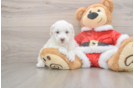 Friendly Poodle Purebred Pup