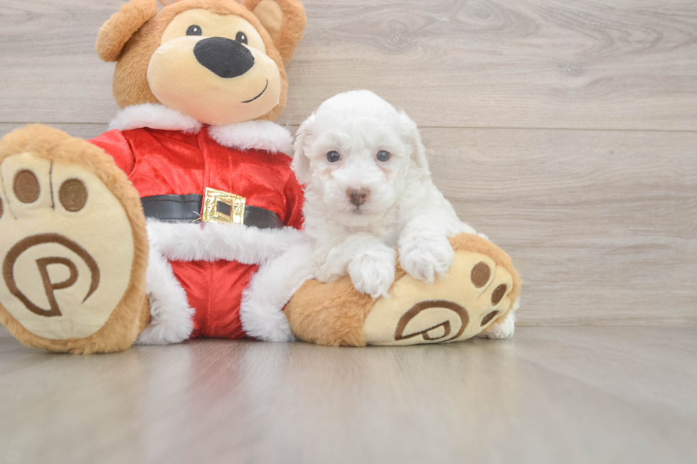 Poodle Pup Being Cute