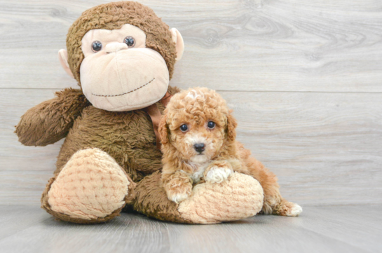 Poodle Pup Being Cute