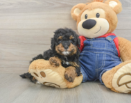 9 week old Poodle Puppy For Sale - Simply Southern Pups