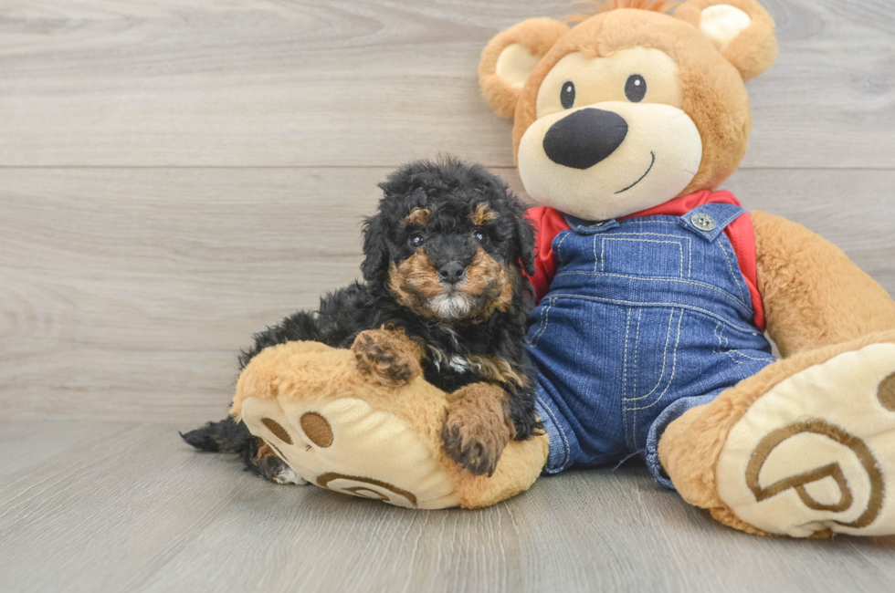 5 week old Poodle Puppy For Sale - Simply Southern Pups