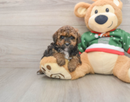 7 week old Poodle Puppy For Sale - Simply Southern Pups