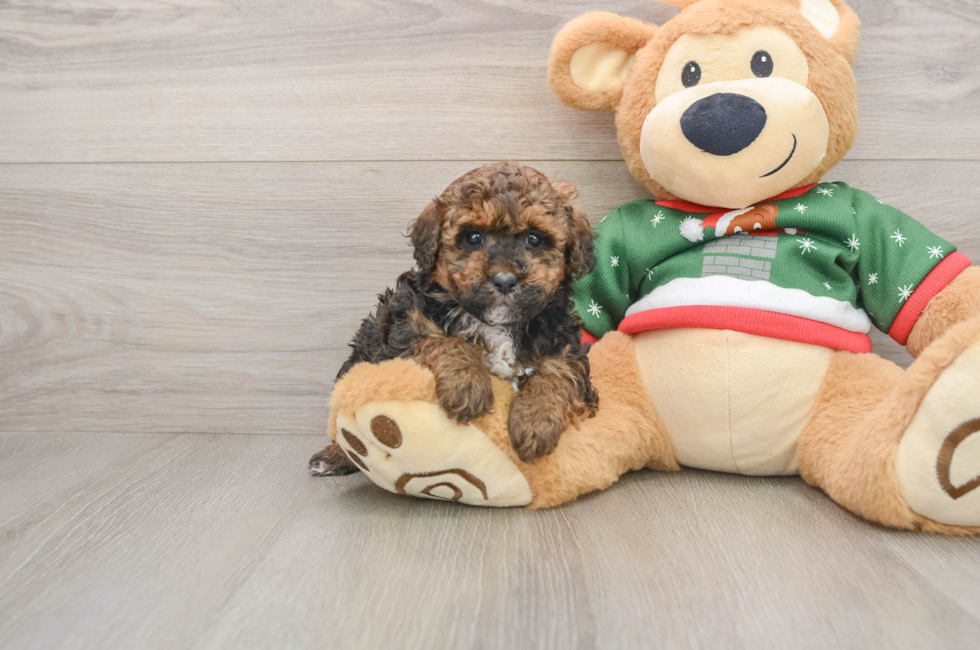 5 week old Poodle Puppy For Sale - Simply Southern Pups