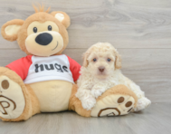 8 week old Poodle Puppy For Sale - Simply Southern Pups