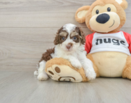 6 week old Poodle Puppy For Sale - Simply Southern Pups