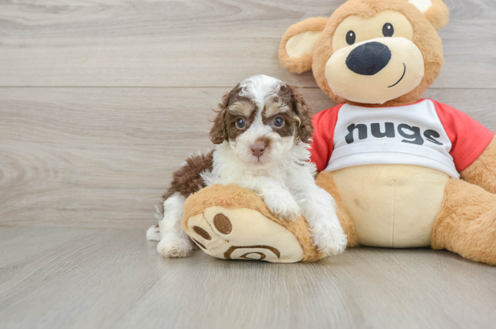 5 week old Poodle Puppy For Sale - Simply Southern Pups