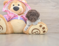 7 week old Poodle Puppy For Sale - Simply Southern Pups