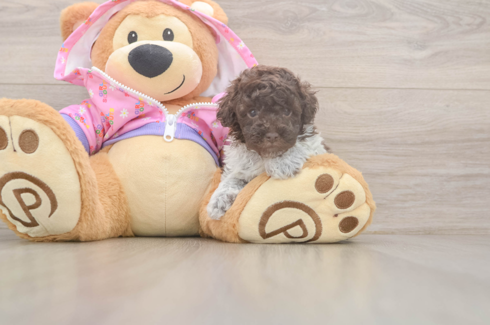 5 week old Poodle Puppy For Sale - Simply Southern Pups