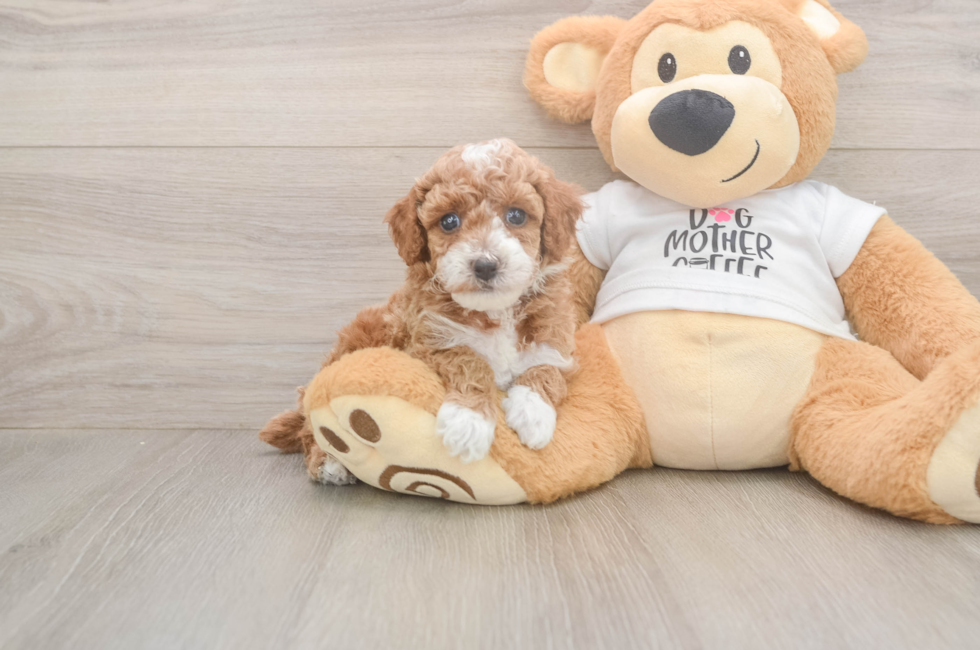 5 week old Poodle Puppy For Sale - Simply Southern Pups