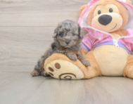7 week old Poodle Puppy For Sale - Simply Southern Pups