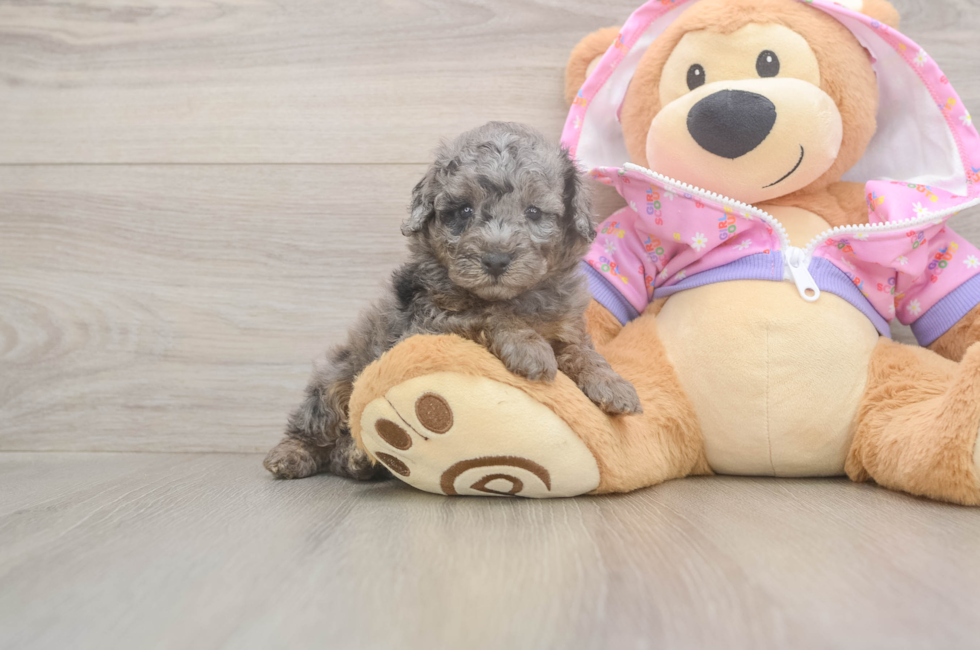 5 week old Poodle Puppy For Sale - Simply Southern Pups