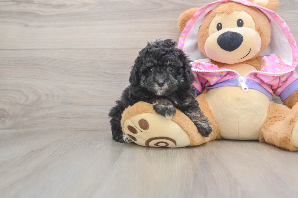 Adorable Pudel Purebred Puppy