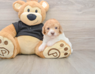8 week old Poodle Puppy For Sale - Simply Southern Pups