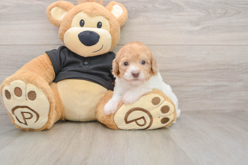 Sweet Toy Poodle Purebred Puppy