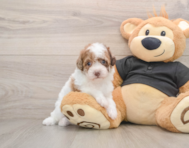 5 week old Poodle Puppy For Sale - Simply Southern Pups