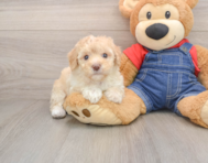 7 week old Poodle Puppy For Sale - Simply Southern Pups