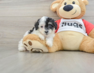 6 week old Poodle Puppy For Sale - Simply Southern Pups