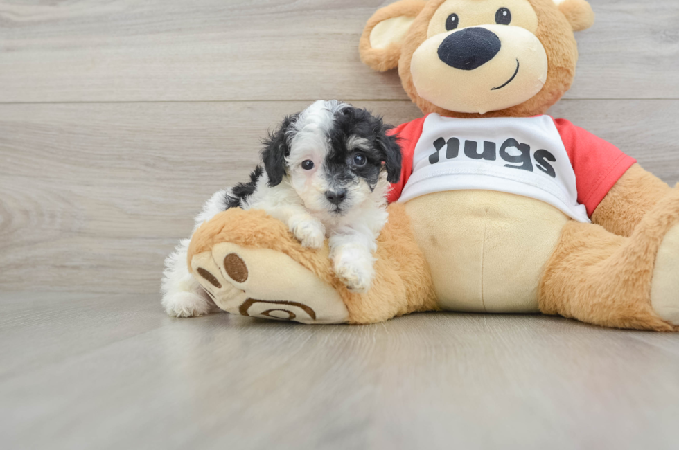 5 week old Poodle Puppy For Sale - Simply Southern Pups
