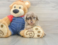 8 week old Poodle Puppy For Sale - Simply Southern Pups