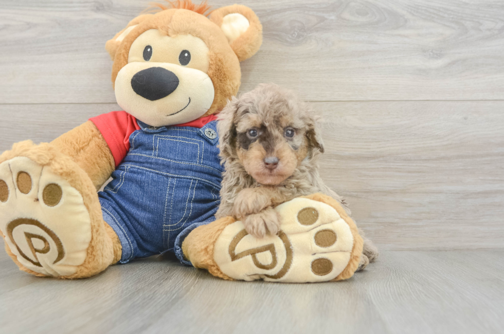 5 week old Poodle Puppy For Sale - Simply Southern Pups