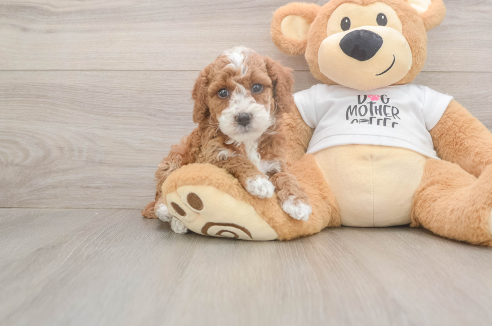 5 week old Poodle Puppy For Sale - Simply Southern Pups