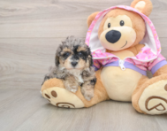 7 week old Poodle Puppy For Sale - Simply Southern Pups