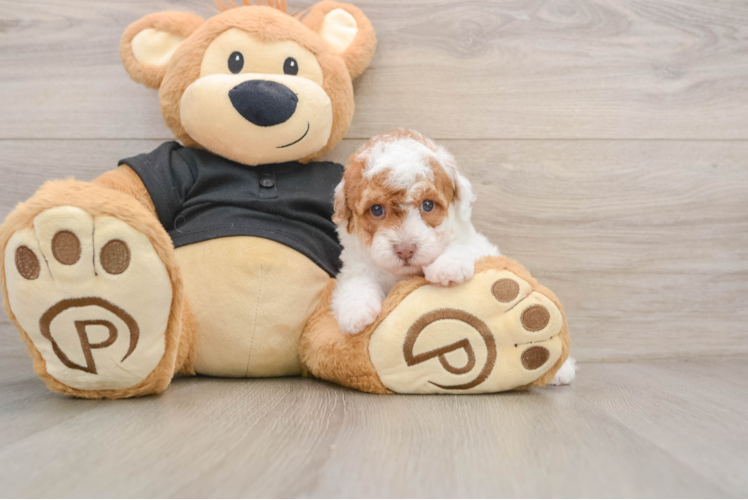 Poodle Pup Being Cute