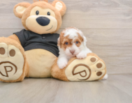 5 week old Poodle Puppy For Sale - Simply Southern Pups
