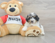 6 week old Poodle Puppy For Sale - Simply Southern Pups
