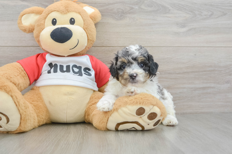 5 week old Poodle Puppy For Sale - Simply Southern Pups