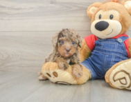 8 week old Poodle Puppy For Sale - Simply Southern Pups