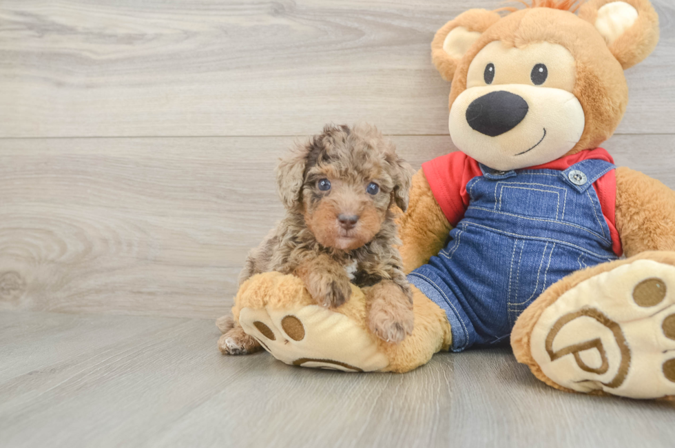 5 week old Poodle Puppy For Sale - Simply Southern Pups