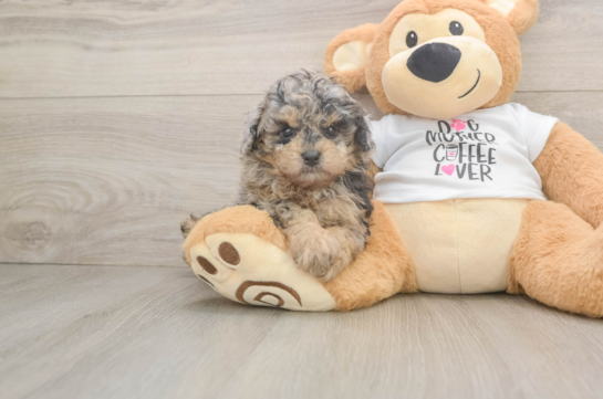 Hypoallergenic Poodle Baby