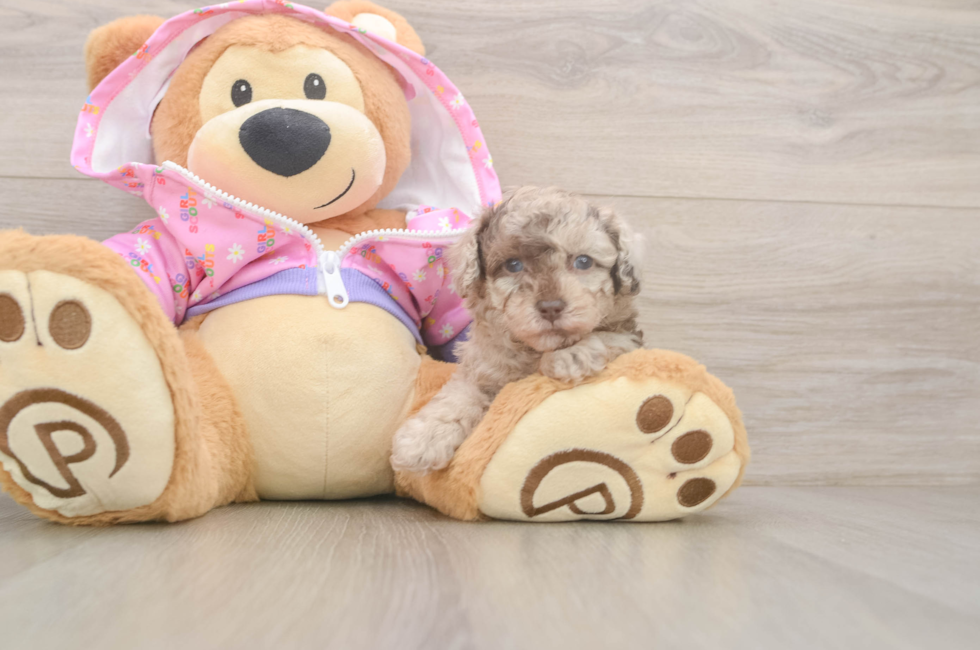 5 week old Poodle Puppy For Sale - Simply Southern Pups