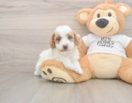 6 week old Poodle Puppy For Sale - Simply Southern Pups
